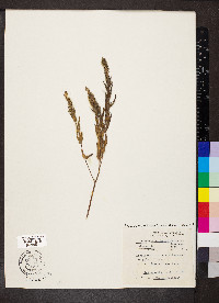Ambrosia bidentata image