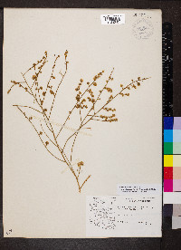 Ambrosia salsola image