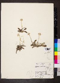 Antennaria neglecta image