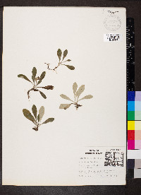 Antennaria neglecta image
