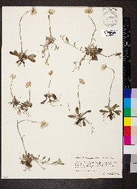 Antennaria neglecta image