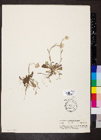 Antennaria neglecta image