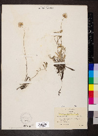 Antennaria neglecta image