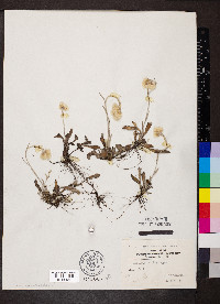 Antennaria neglecta image