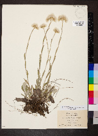 Antennaria parlinii var. fallax image