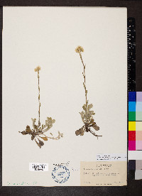 Antennaria howellii subsp. neodioica image