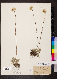 Antennaria howellii subsp. neodioica image