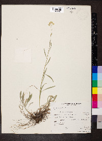 Antennaria luzuloides image