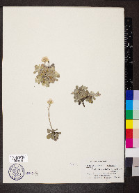 Antennaria parvifolia image