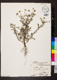 Anthemis cotula image