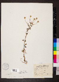 Anthemis cotula image