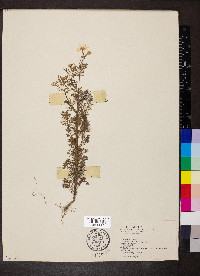 Anthemis cotula image