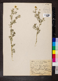 Anthemis cotula image