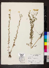 Anthemis cotula image