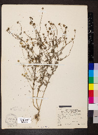 Anthemis cotula image