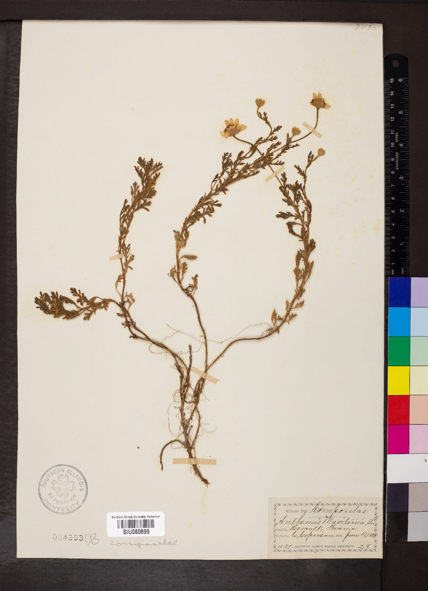 Anthemis maritima image