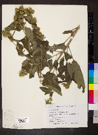 Arctium minus image