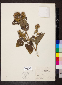 Arctium minus image