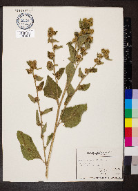 Arctium minus image