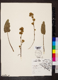 Arctium minus image