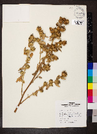 Arctium minus image