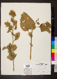 Arctium minus image