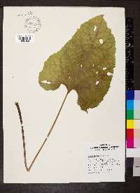 Arctium minus image