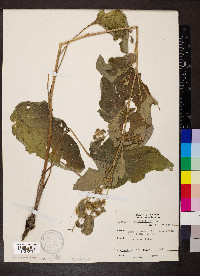 Arctium minus image