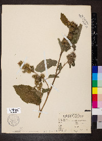 Arctium minus image