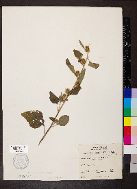 Arctium minus image