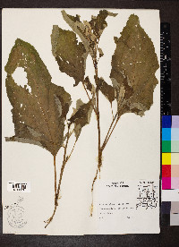 Arctium minus image