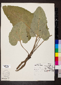Arctium minus image