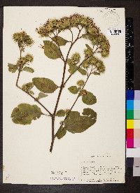 Arctium lappa image