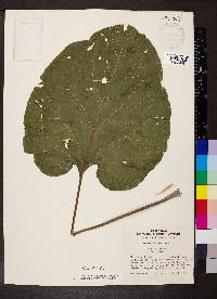 Arctium lappa image