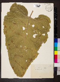 Arctium lappa image