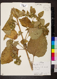 Arctium minus image