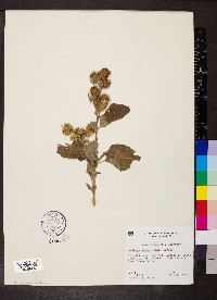 Arctium minus image