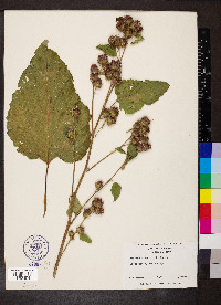 Arctium minus image