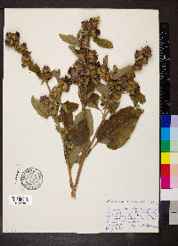 Arctium minus image