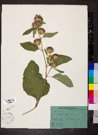 Arctium minus image