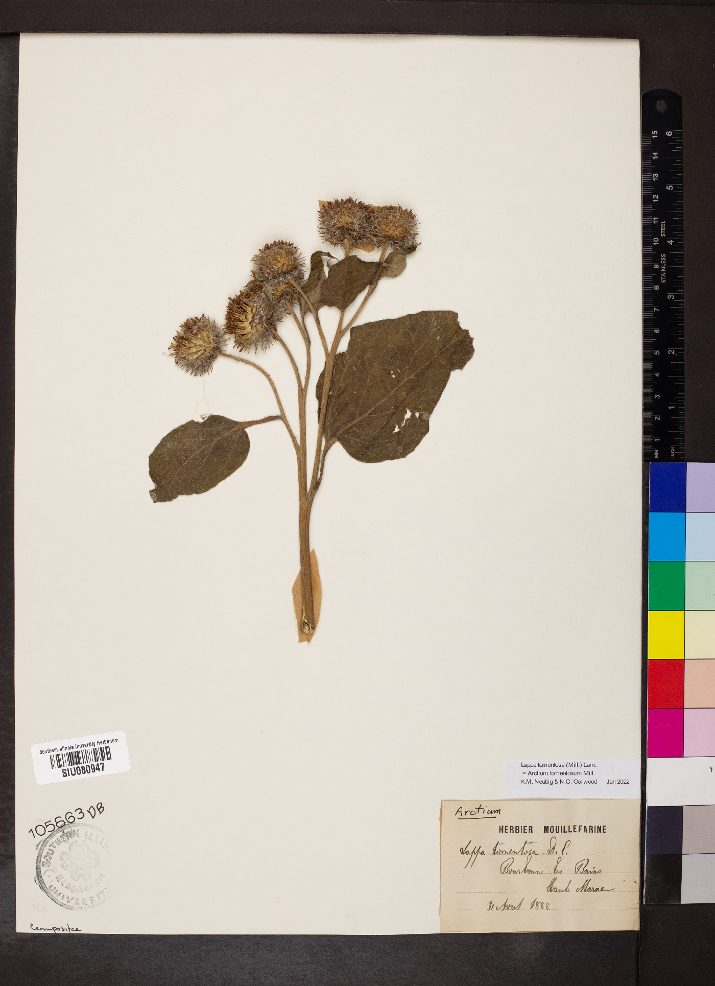 Arctium tomentosum image