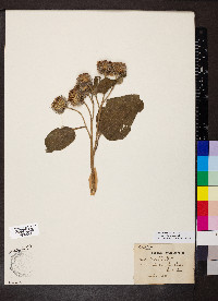 Arctium tomentosum image