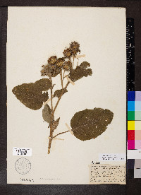 Arctium tomentosum image