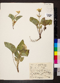 Arnica cordifolia image