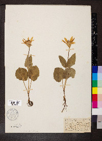 Arnica cordifolia image