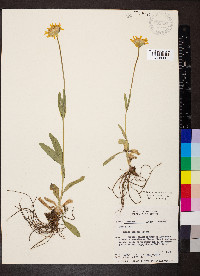 Arnica sororia image