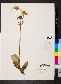 Arnica montana image
