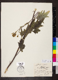 Arnoglossum atriplicifolium image