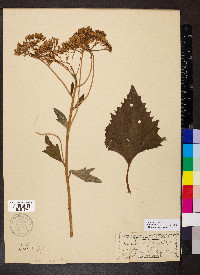 Arnoglossum atriplicifolium image