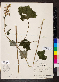 Arnoglossum atriplicifolium image